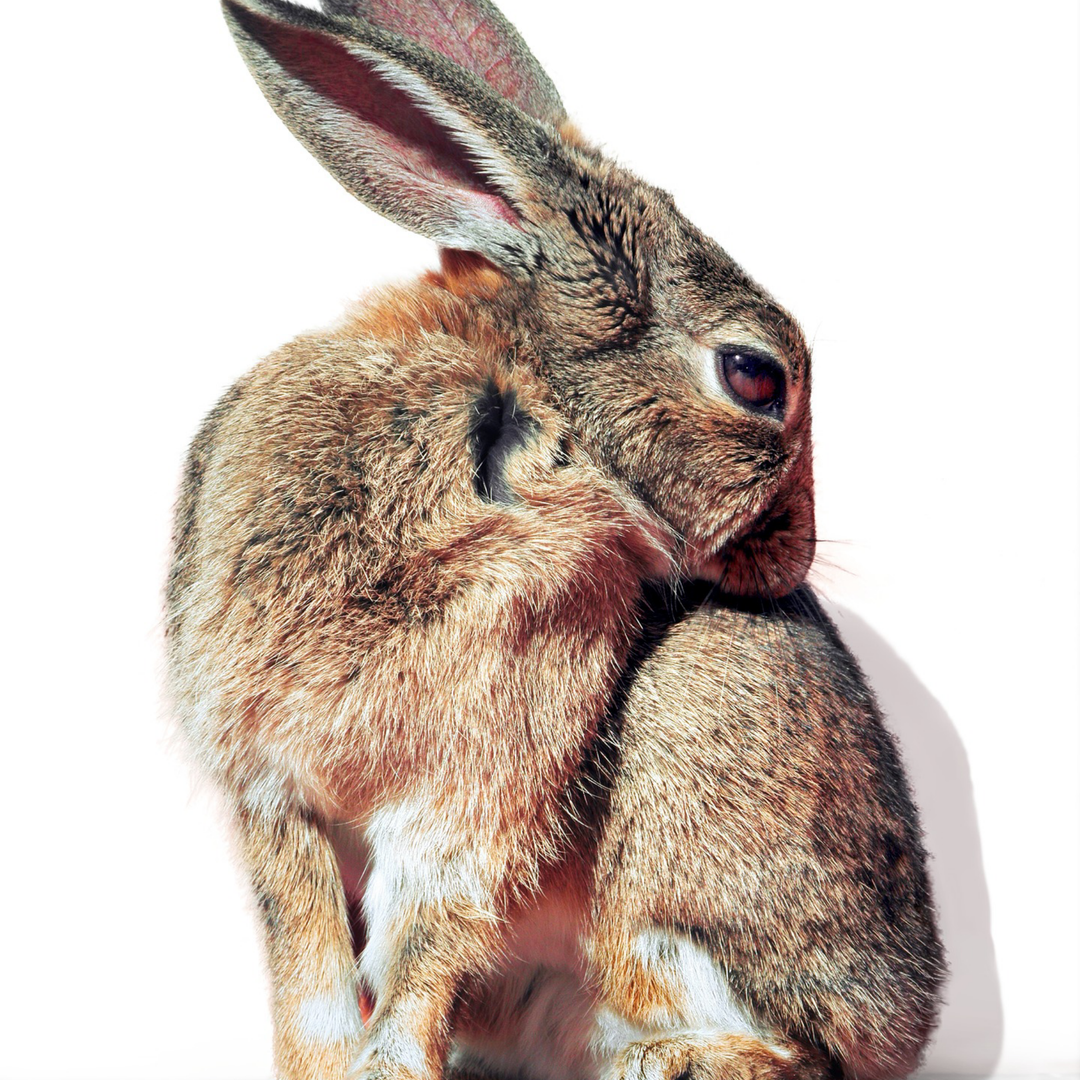 Who Has the Longest Lashes in the Animal Kingdom? — Lash Affair